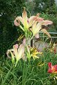 IMG_4670 (Medium)